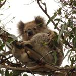 Kennet River koala sugli alberi